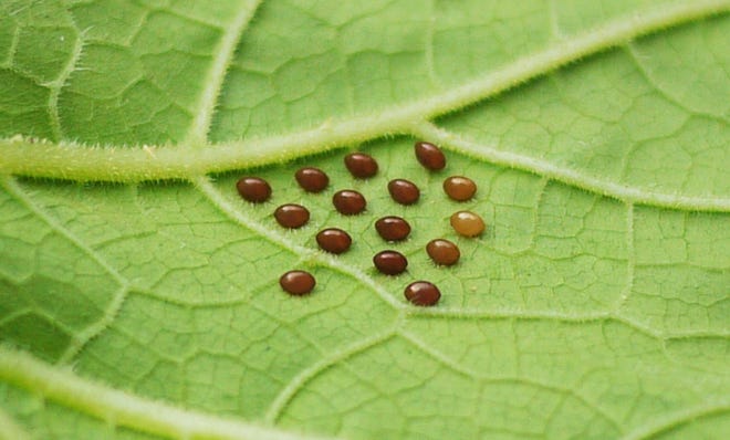 Squash bug eggs lie on the underside of a leaf.