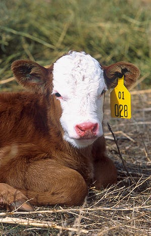 Calving season requires additional labor and management to ensure successful outcomes as compared to other phases of beef cow calf production.
