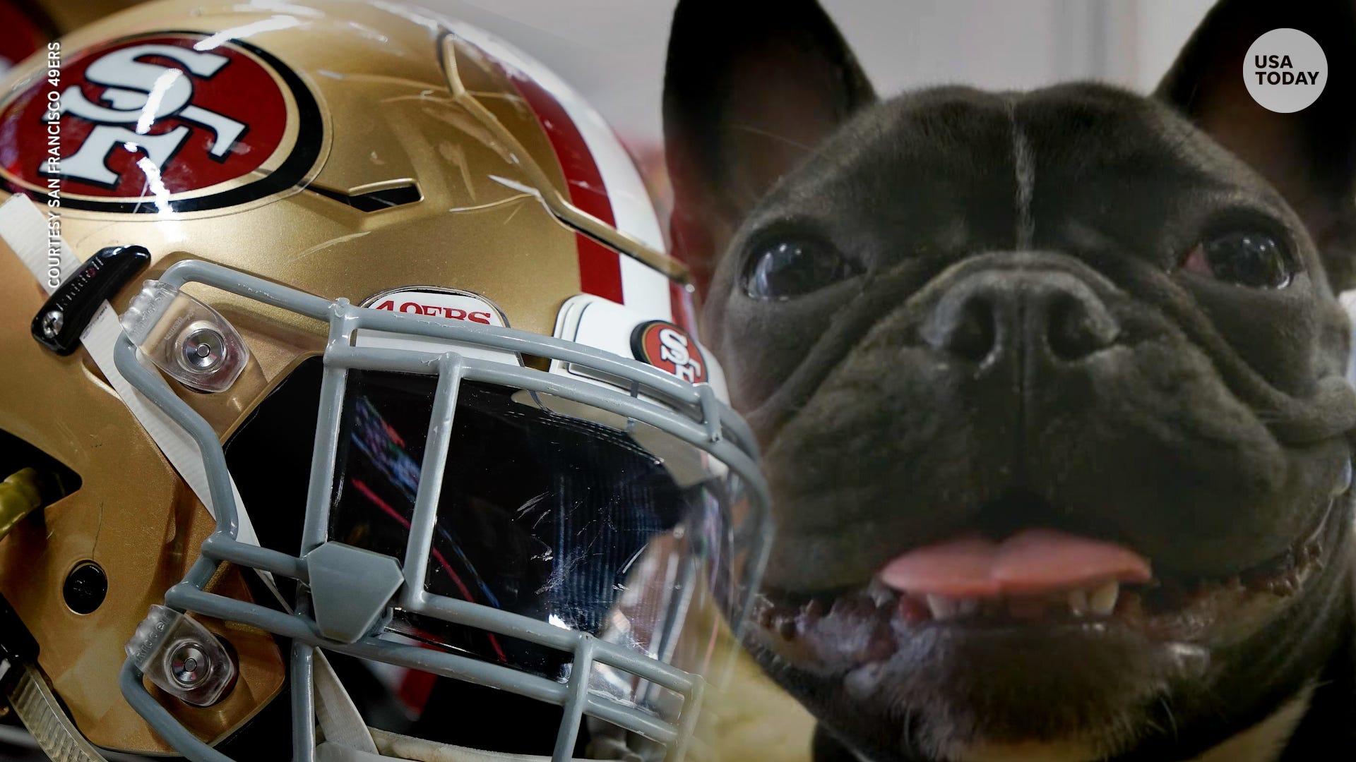 NFL may change forever thanks to Zoë, the French bulldog