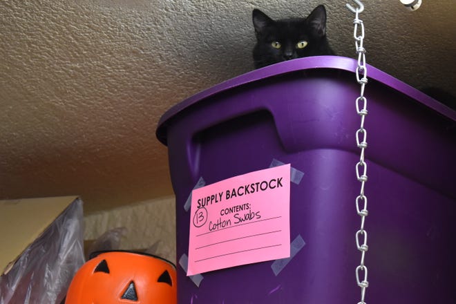 Are black cats less adoptable in Fort Collins, Colorado?
