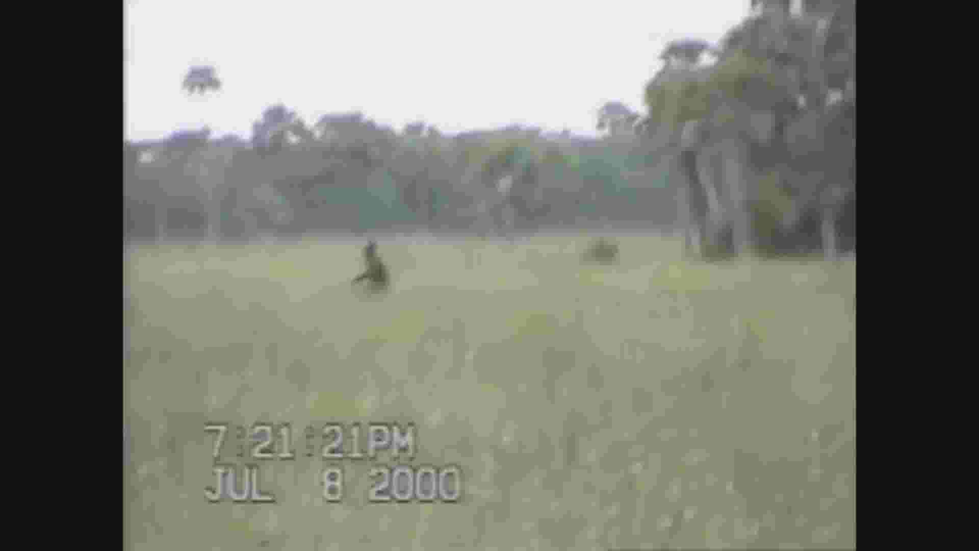 Behind the Headlines: Skunk Ape legend lives