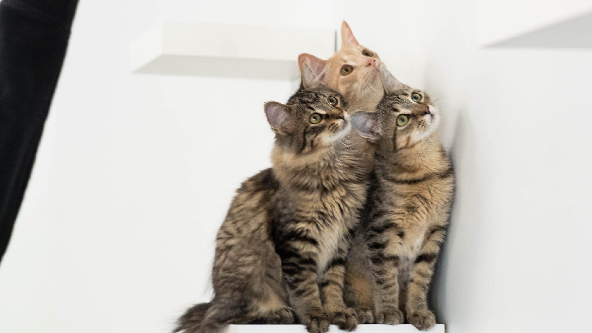 Coffee And Cats Constellation Cat Cafe Opens In East Lansing