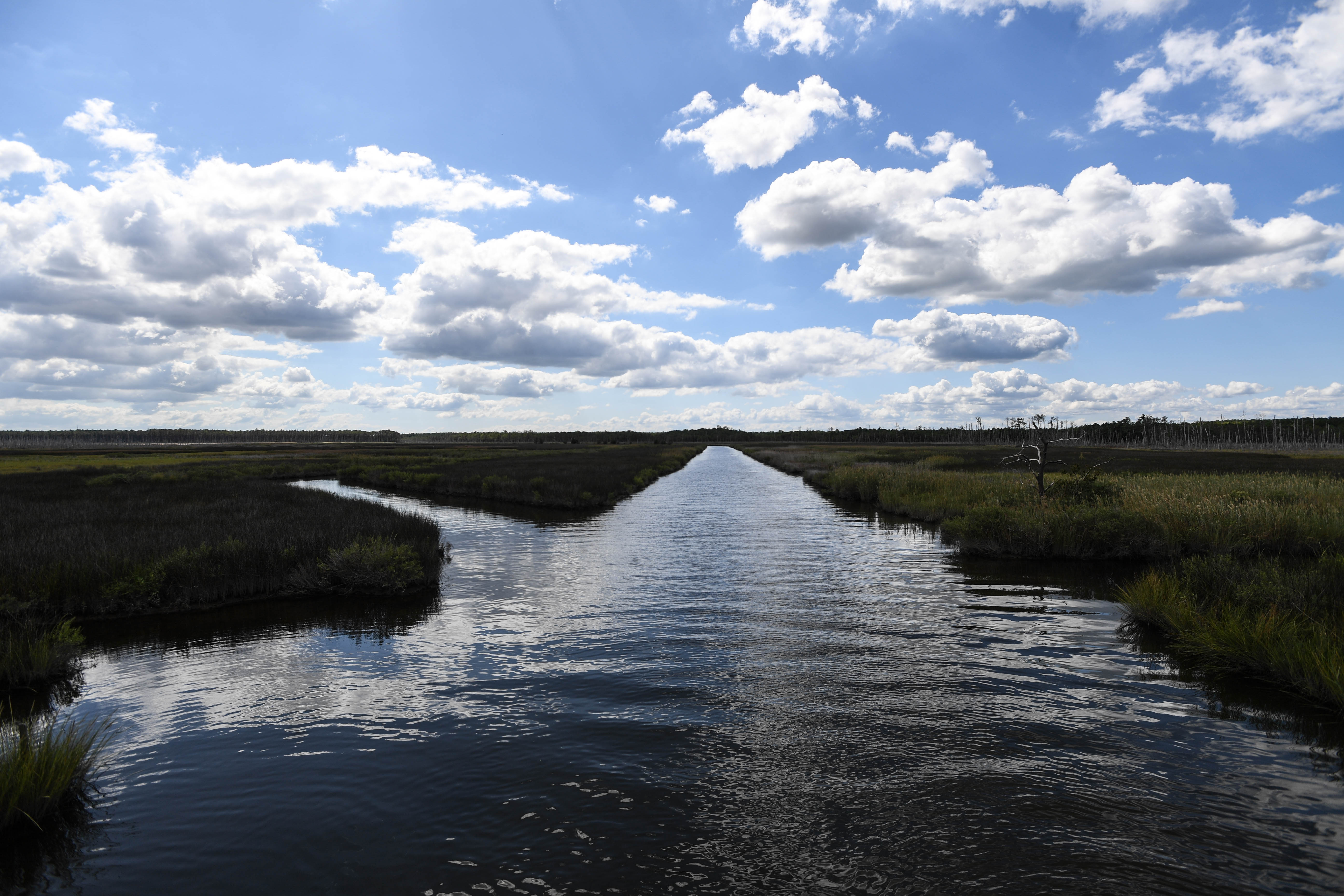 Enslaved and free African Americans including Harriet Tubman's father, built Stewart's Canal, a 7-mile waterway for storing and transporting logs. While working on docks and in forests, Harriet Tubman learned about secret communication networks that she would later use to escape the Eastern Shore.