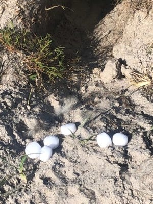 On Oct. 6, a real estate agent was recorded putting mothballs into a owl burrow on a Marco Island empty lot at 1430 Wayne Court , according to an Audubon of the Western Everglades news release.