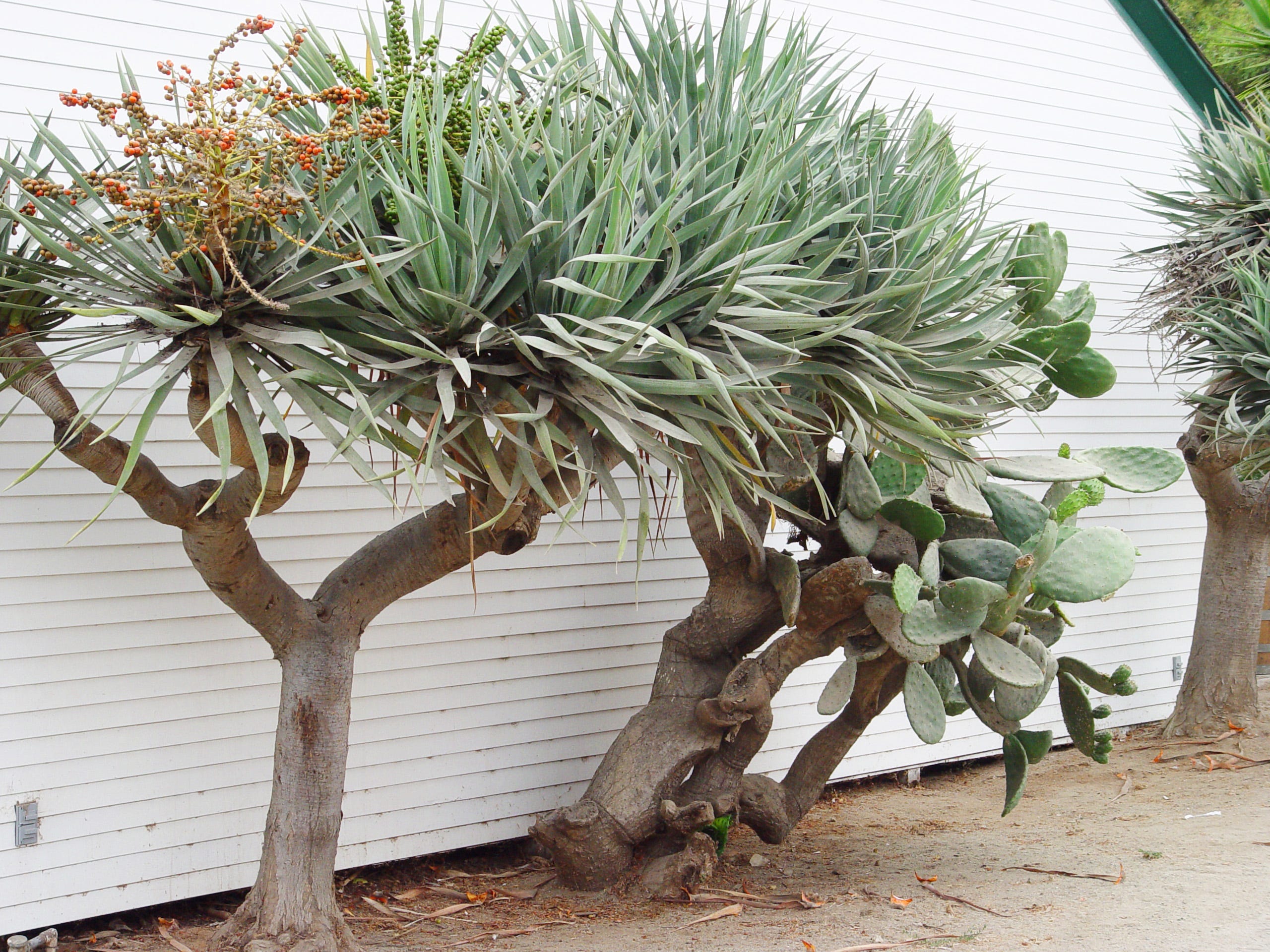 Sanguis Draconis The History Of The Dragon Tree Is Shrouded In Magic