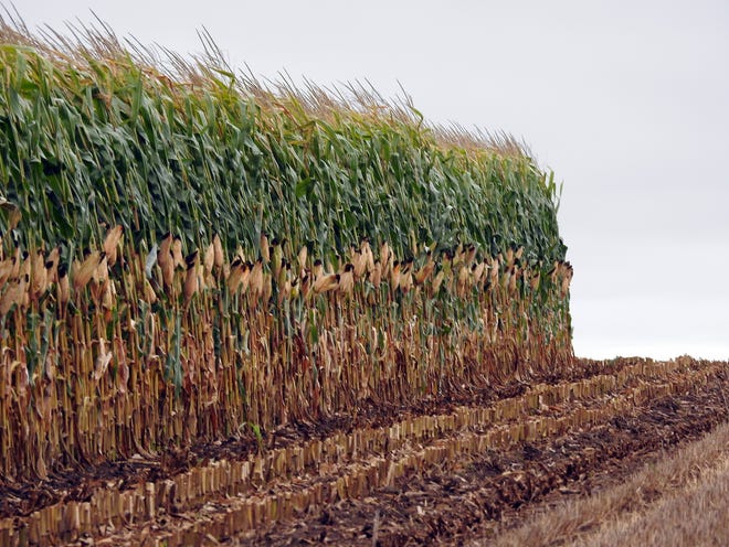 Compared with whole-plant corn silage, earlage and other fractionated corn silages, like high moisture corn and snaplage, have less moisture, which is important to transport bacteria, and lower sugar levels the primary substrate for silage fermentation.