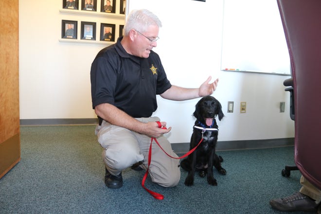 Deputy Chad Millner and his new partner, Fin, a 5-month-old therapy dog in training, will help students at North Point in Greytown.