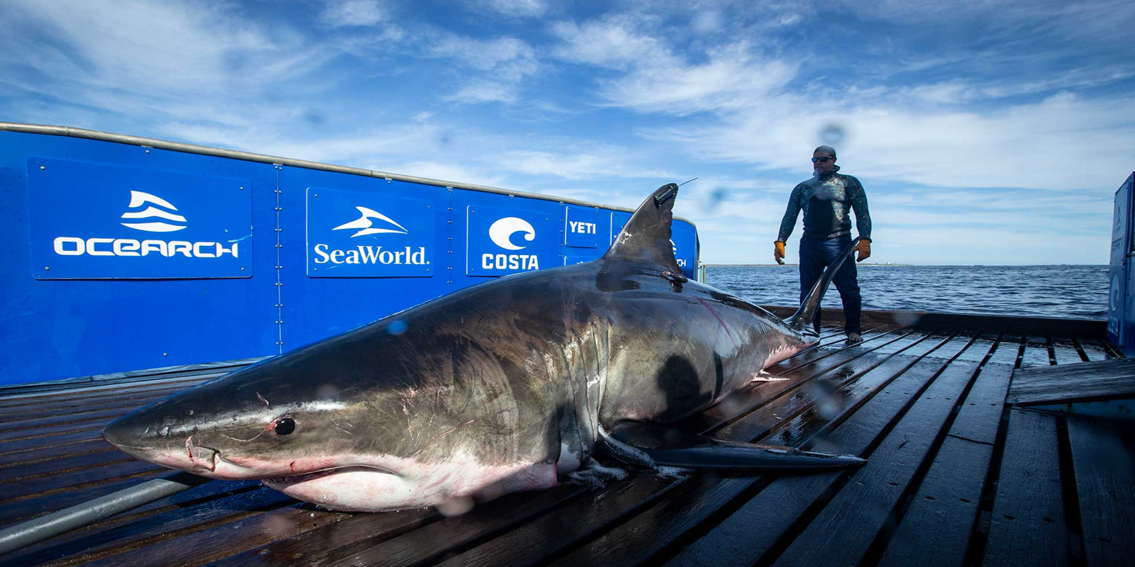 OCEARCH white shark surfaces near Outer Banks