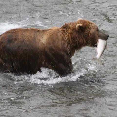 In this July 4, 2013, file photo, a brown bear wal
