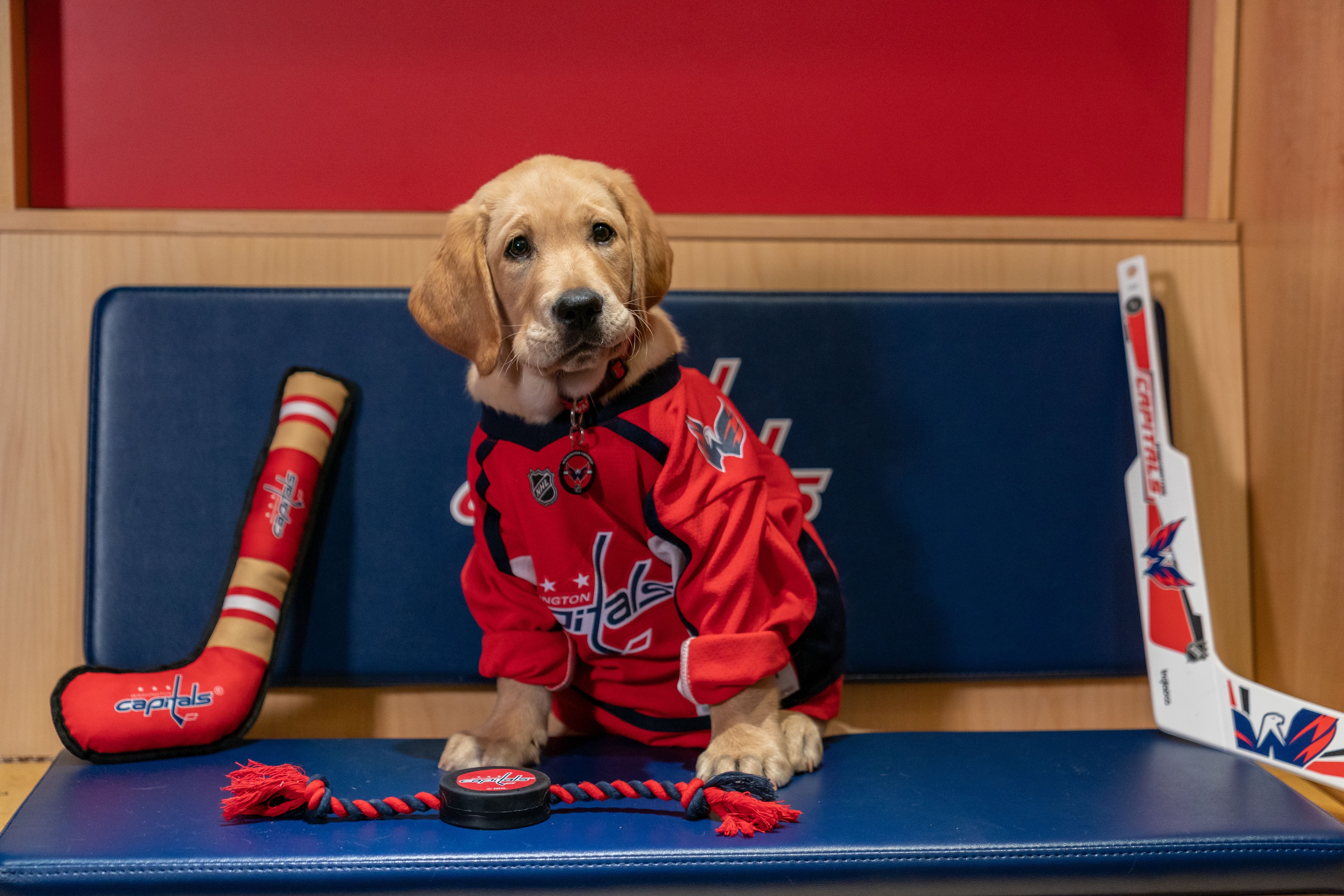 washington capitals pet jersey