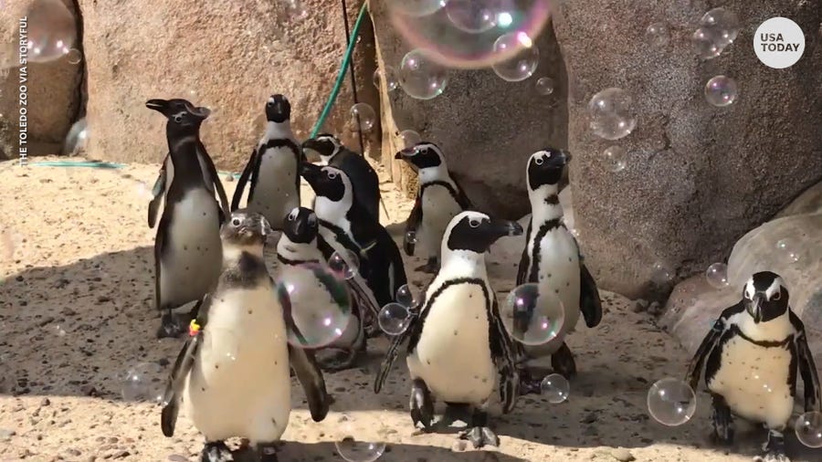 Adorable African penguins waddle around in a bubble party in October 2019 at the Toledo Zoo in Ohio.