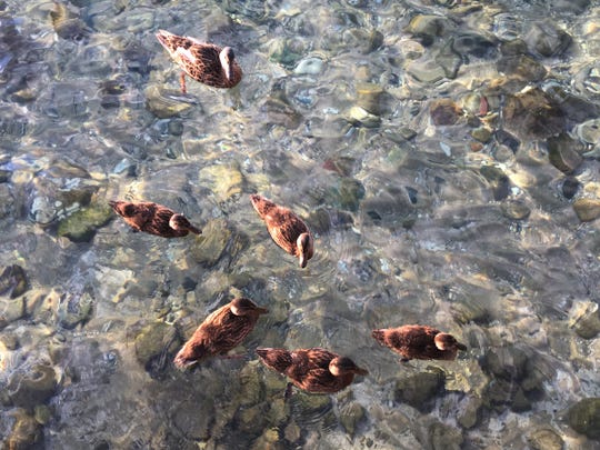 A family of ducks swim in shallow water on the shores of Lake Michigan Saturday, Sept. 7, 2019, near a break wall in Northport Michigan that once was home to a sandy beach shoreline.