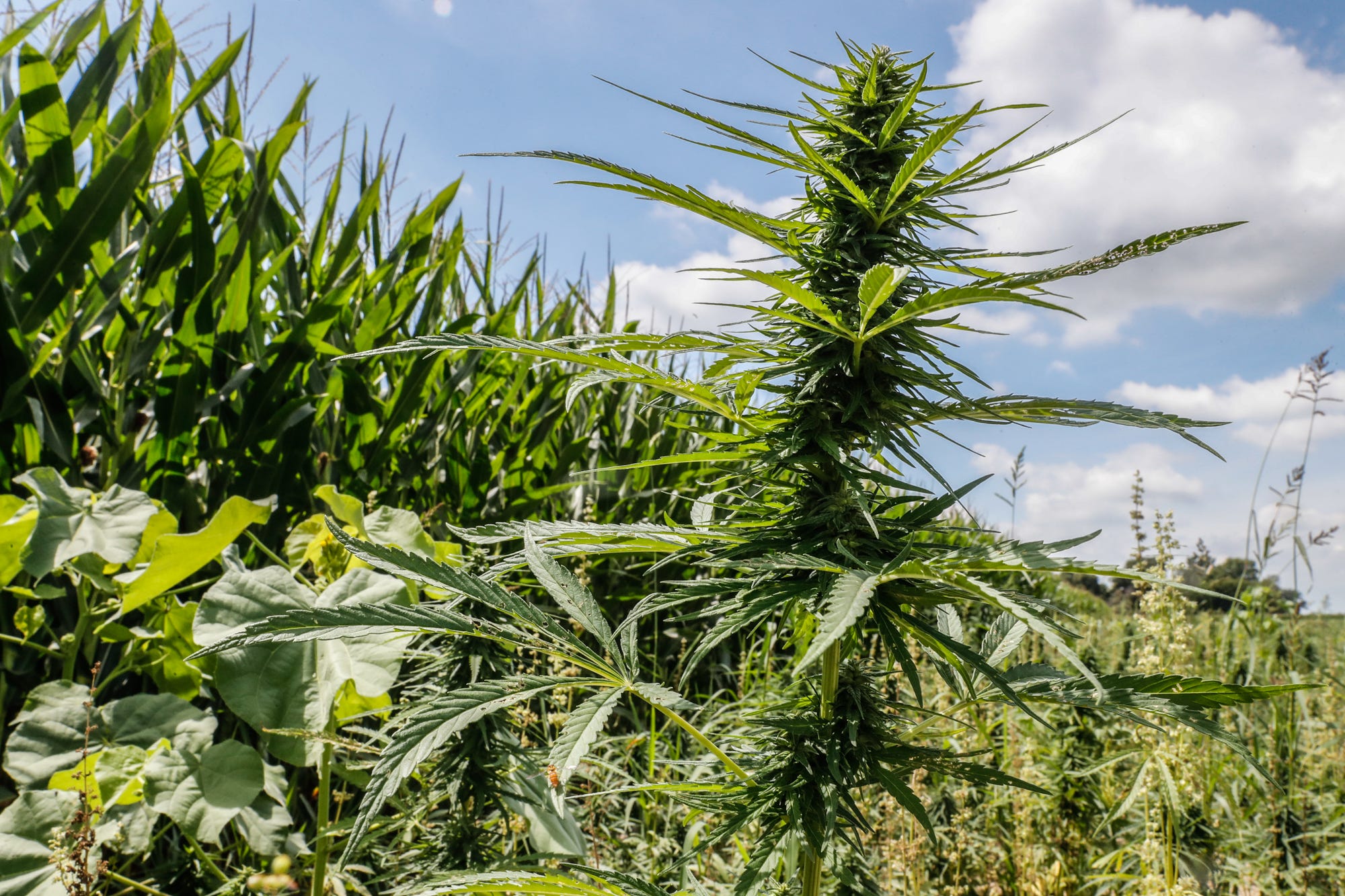 Hemp Set To Skyrocket In Indiana But It Comes With Lots Of Risk Amsterdam marijuana seeds is a known seed bank that delivers good quality and as well cheap cannabis seeds. hemp set to skyrocket in indiana but