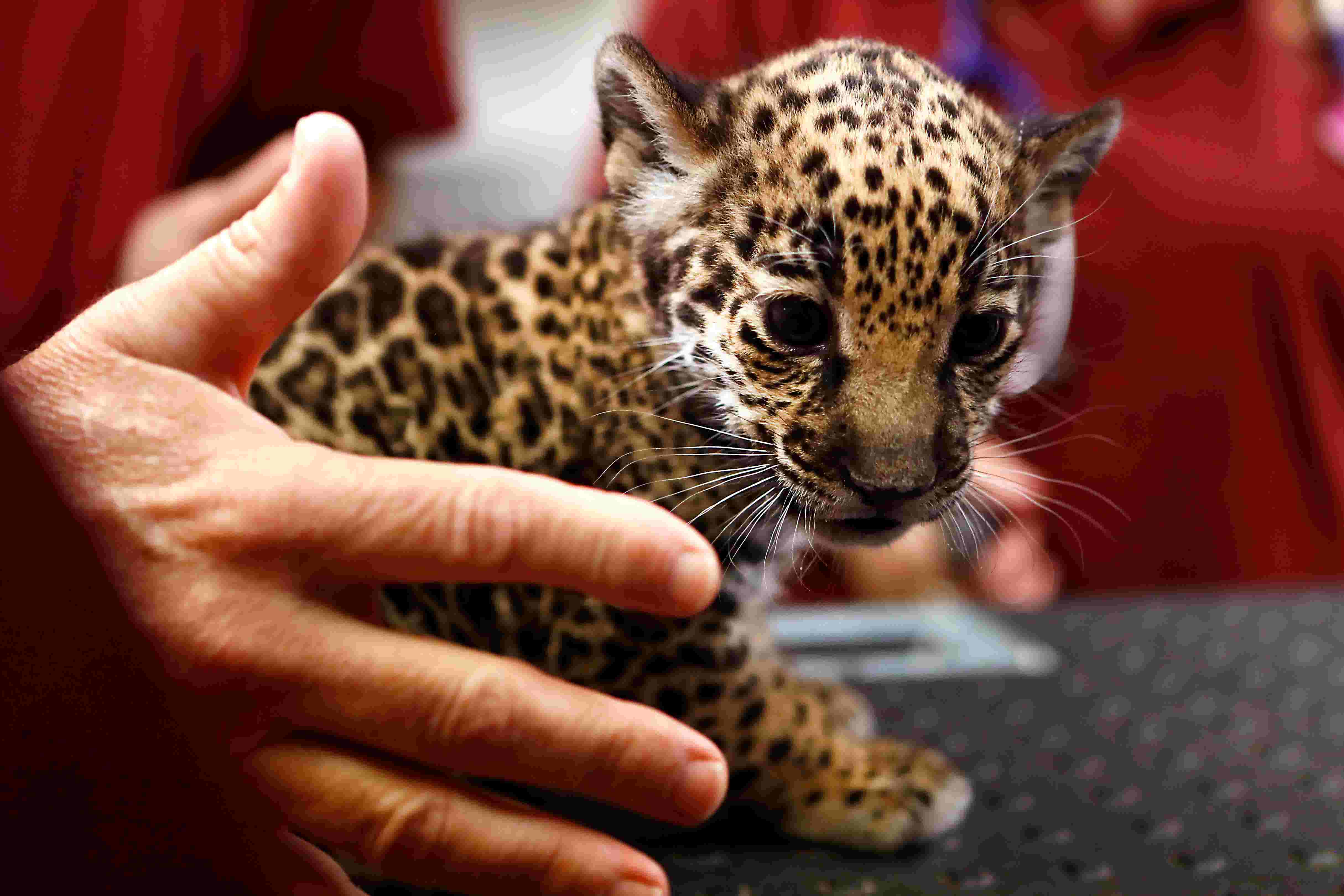 Jaguar Cubs born at the Memphis Zoo