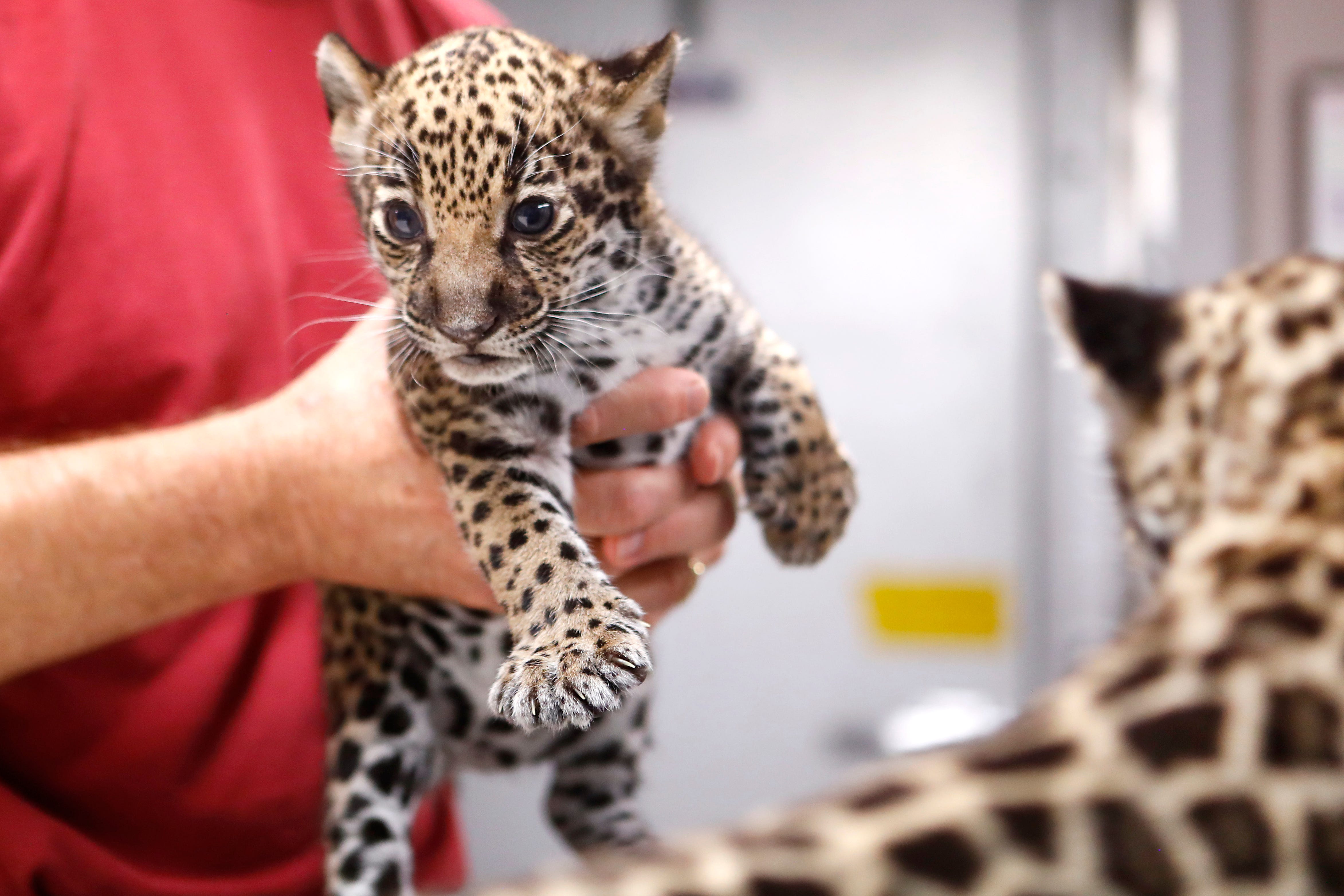 New Memphis Zoo Animals Baby Jaguars Welcomed We have listed our top 10 facts about jaguars that you will want to know. new memphis zoo animals baby jaguars
