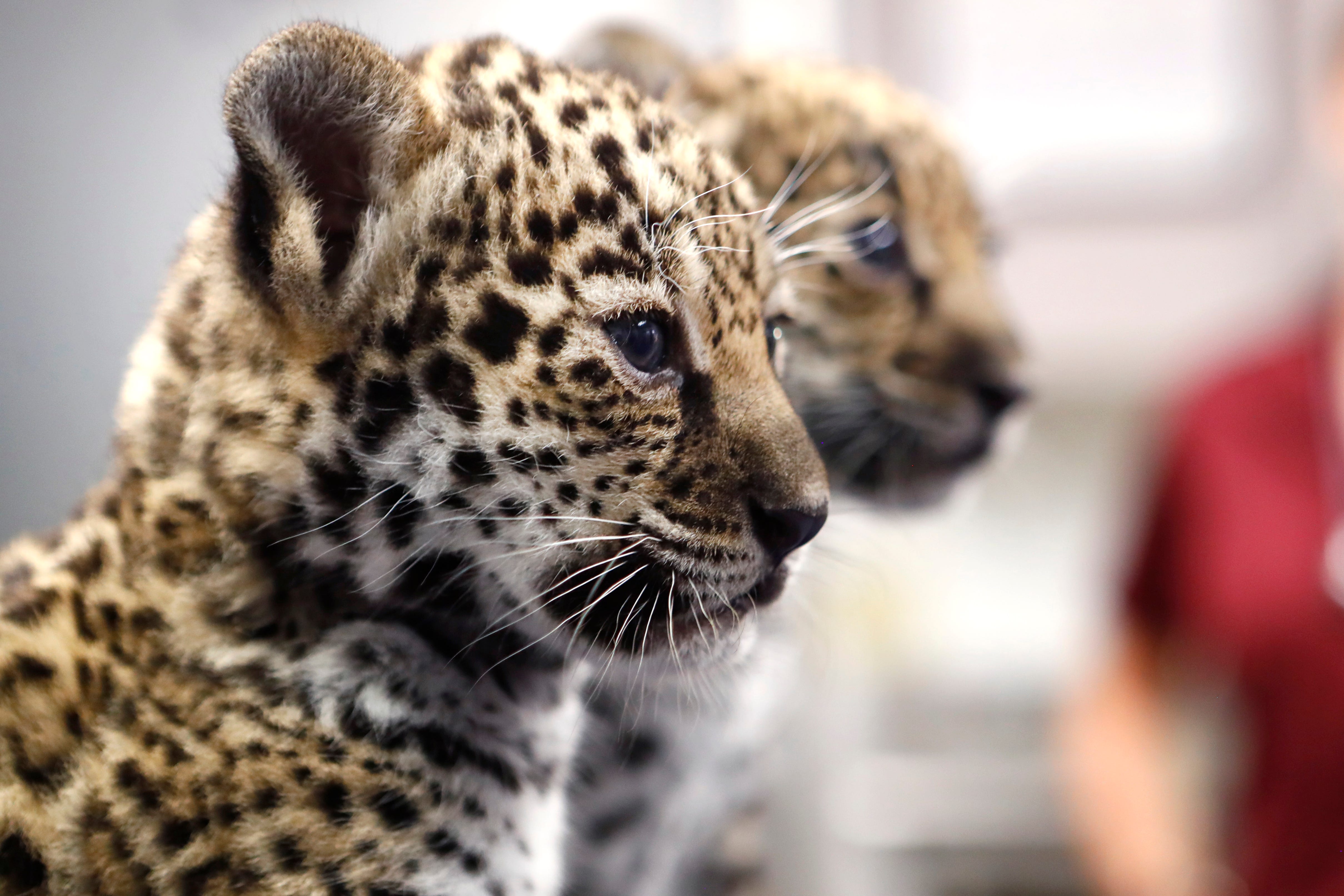 New Memphis Zoo Animals Baby Jaguars Welcomed