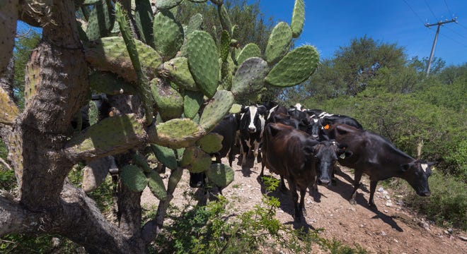Dairy cows owned by Jubentino Pedroza move from the pasture to be milked on the small dairy farm in Encarnación de Díaz, Mexico.