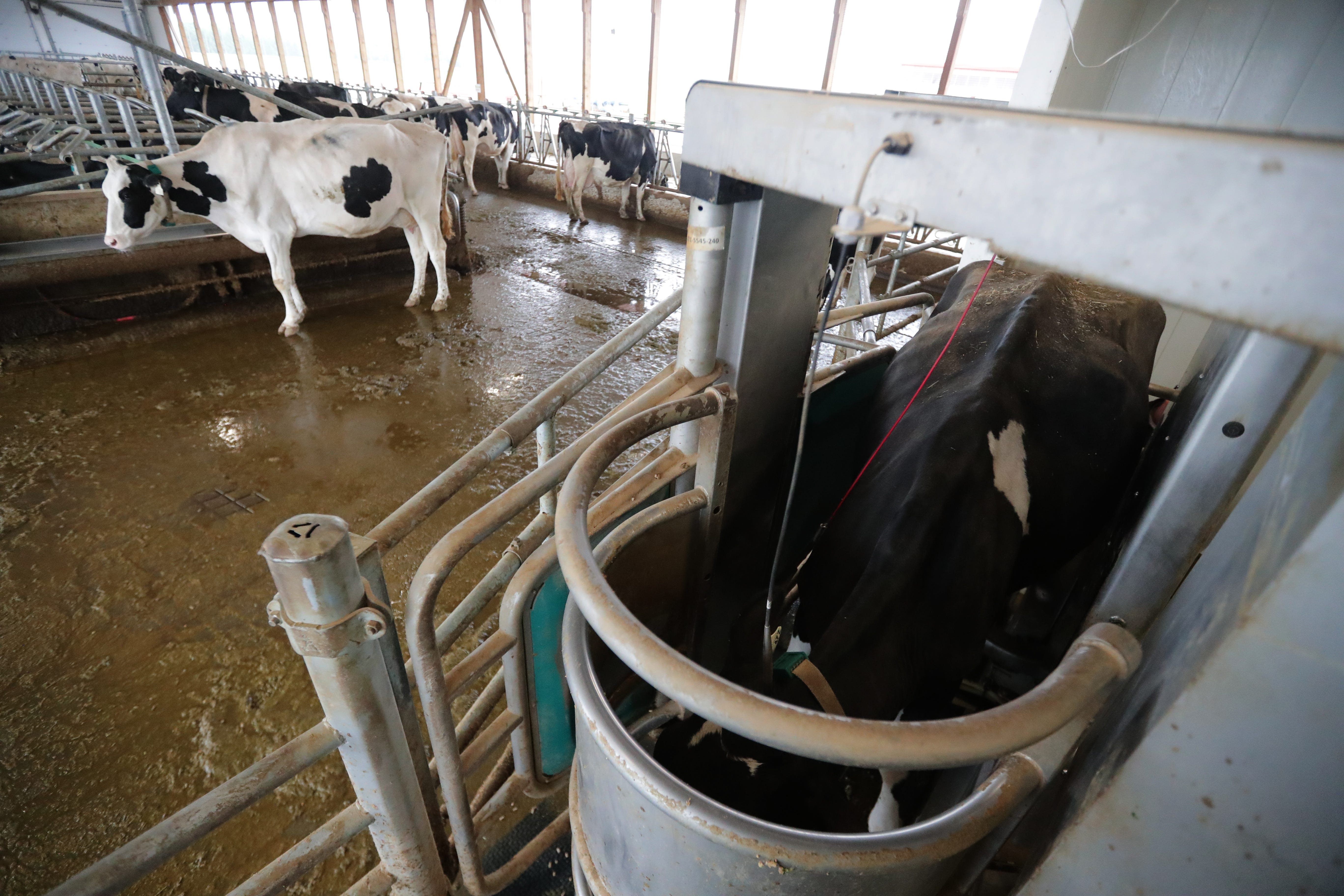 Cows on Norman McNaughton's dairy farm in Ontario are trained to stand inside a robotic milker, right, which handles cleaning, milking and record-keeping.