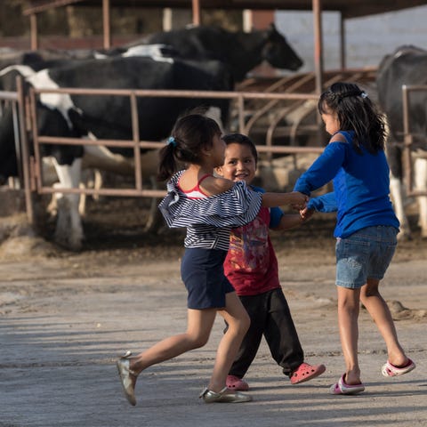 Children frolic outside their home among Holstein 