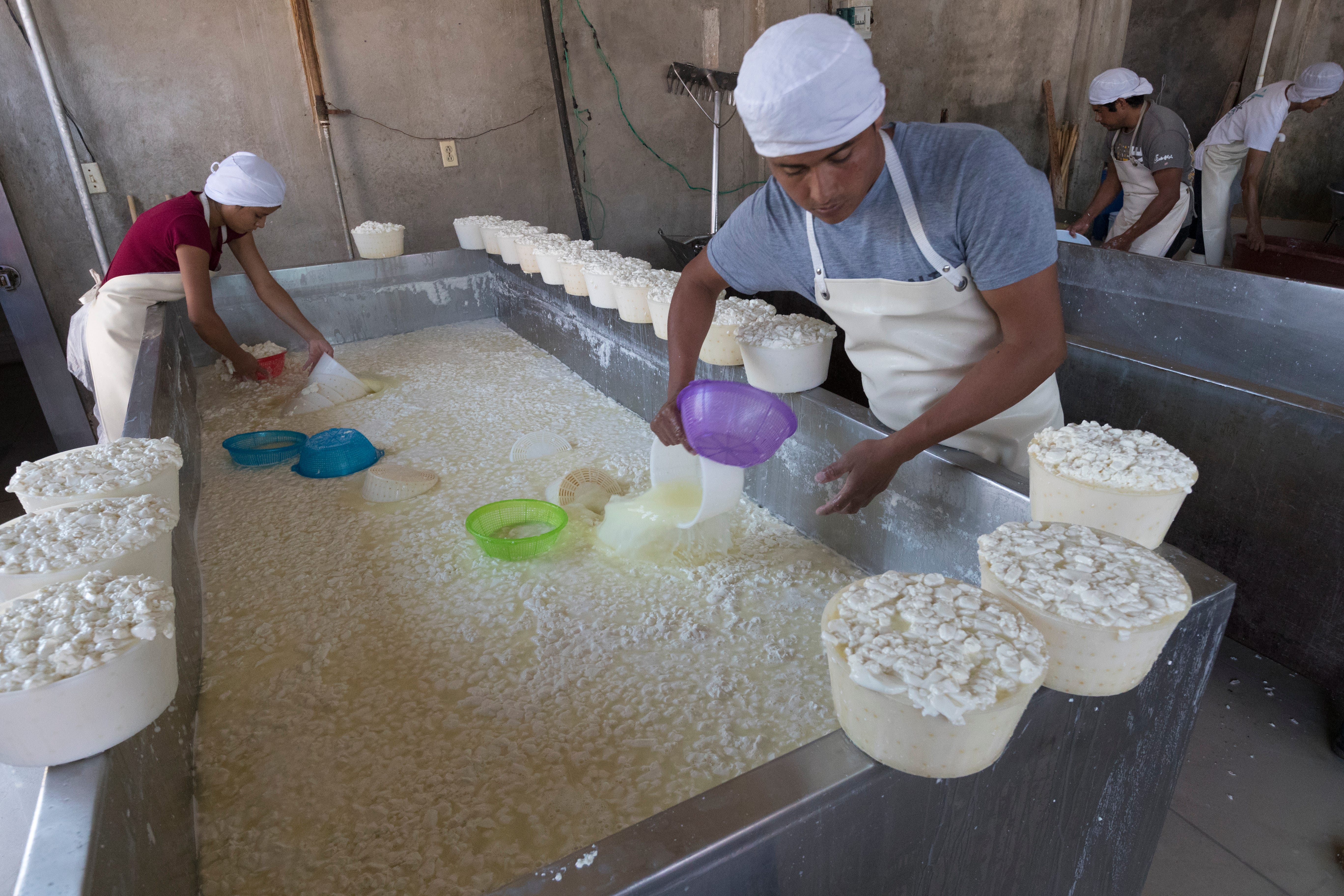 Workers fill tubs with fresh curds in Tizayuca, Mexico.
