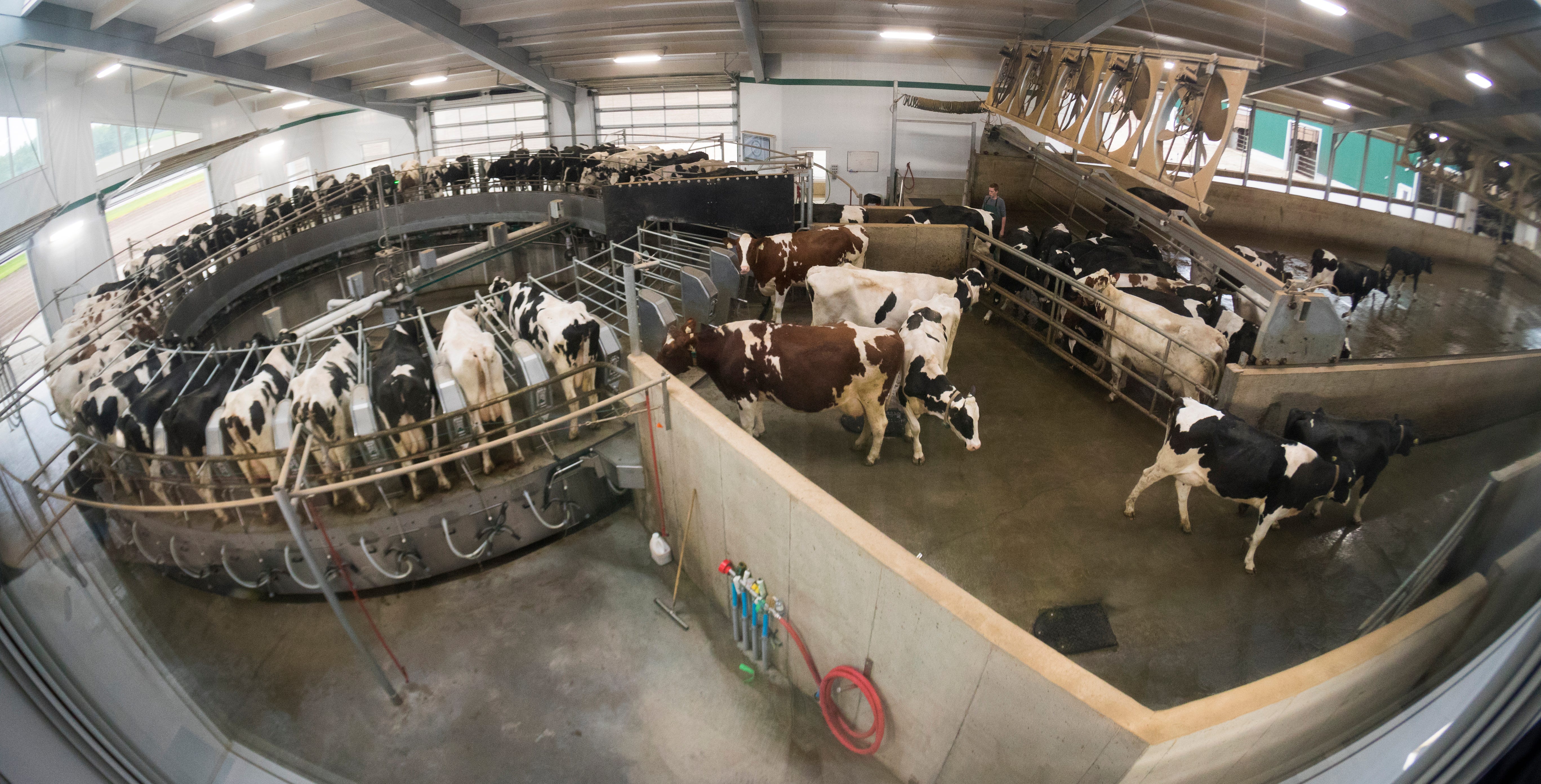 Cows exit the milking carousel on the DeBeer family farm in Mount Elgin, Ontario. It takes about 12 minutes to milk each cow. The family milks about 480 Holsteins.