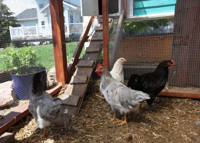 Big agriculture is taking note of the various practices used by backyard chicken keepers when it comes to caring for the birds and using the birds for purposes beyond food production.