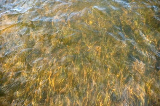 A healthy patch of turtle grass is among 440 acres of seagrass inhabiting a protected area of the Indian River Lagoon in Indian River County. Nutrients, particularly nitrogen and phosphorus, have been a major reason that up to 95 percent of seagrass coverage in some areas have been lost over the last 20 years. The seagrass beds from south of Fort Pierce to Vero Beach are healthy because the Fort Pierce Inlet flushes out dirty water and brings in clean ocean water. 