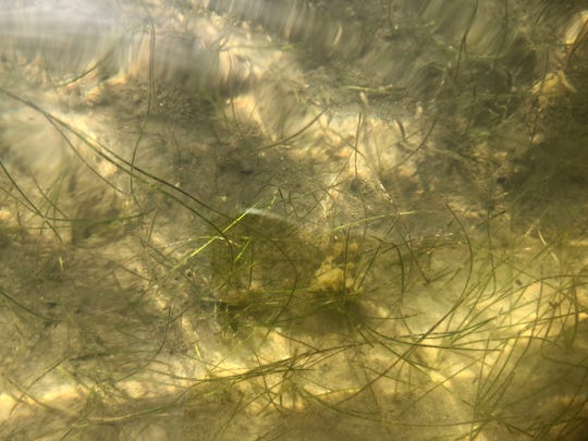 Shoal grass in the Indian River Lagoon at Bessey Cove in Martin County on Wednesday, Aug. 21, 2019.