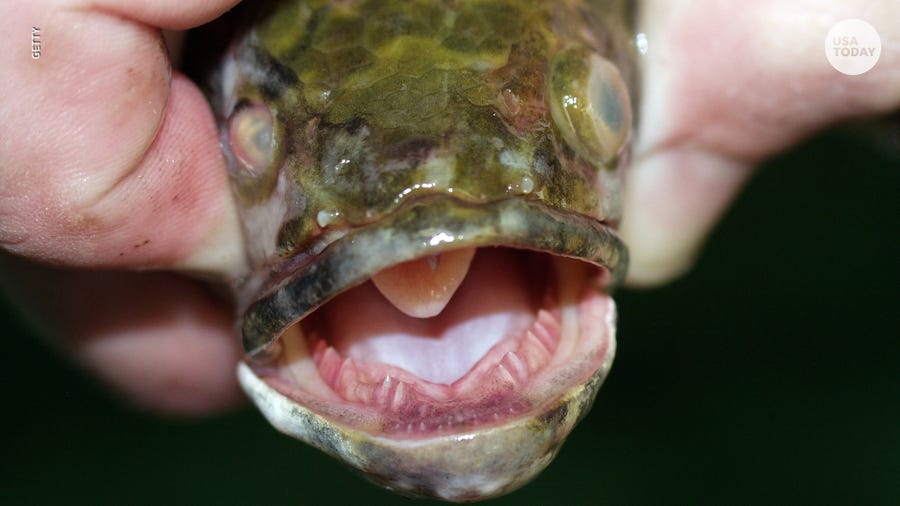 Invasive snakehead fish can survive on land, anglers urged to 'kill it'