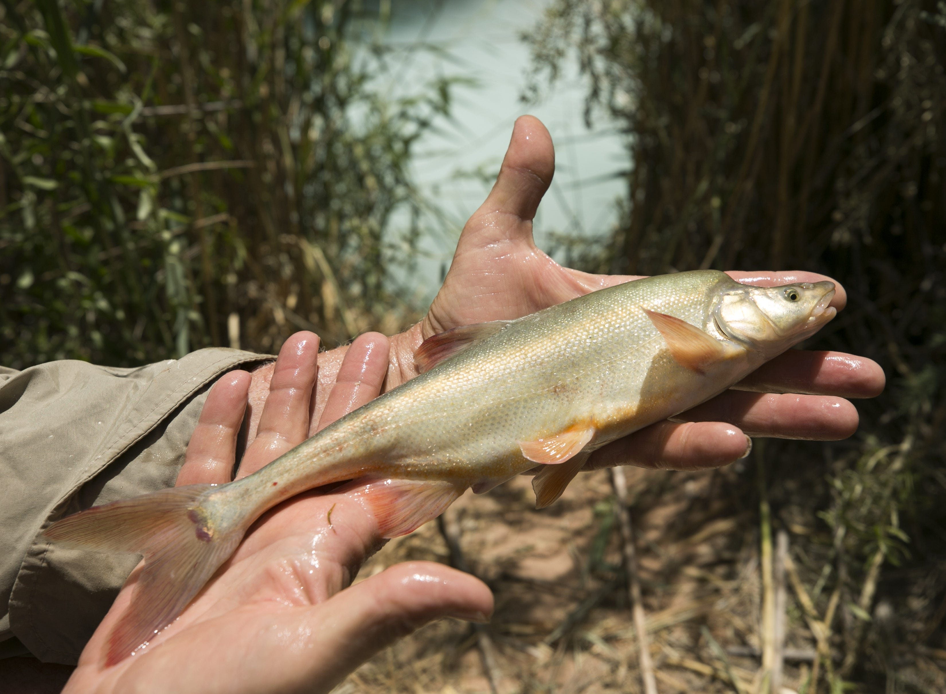Wildlife Agency Proposes To Move Humpback Chub Off Endangered Species List