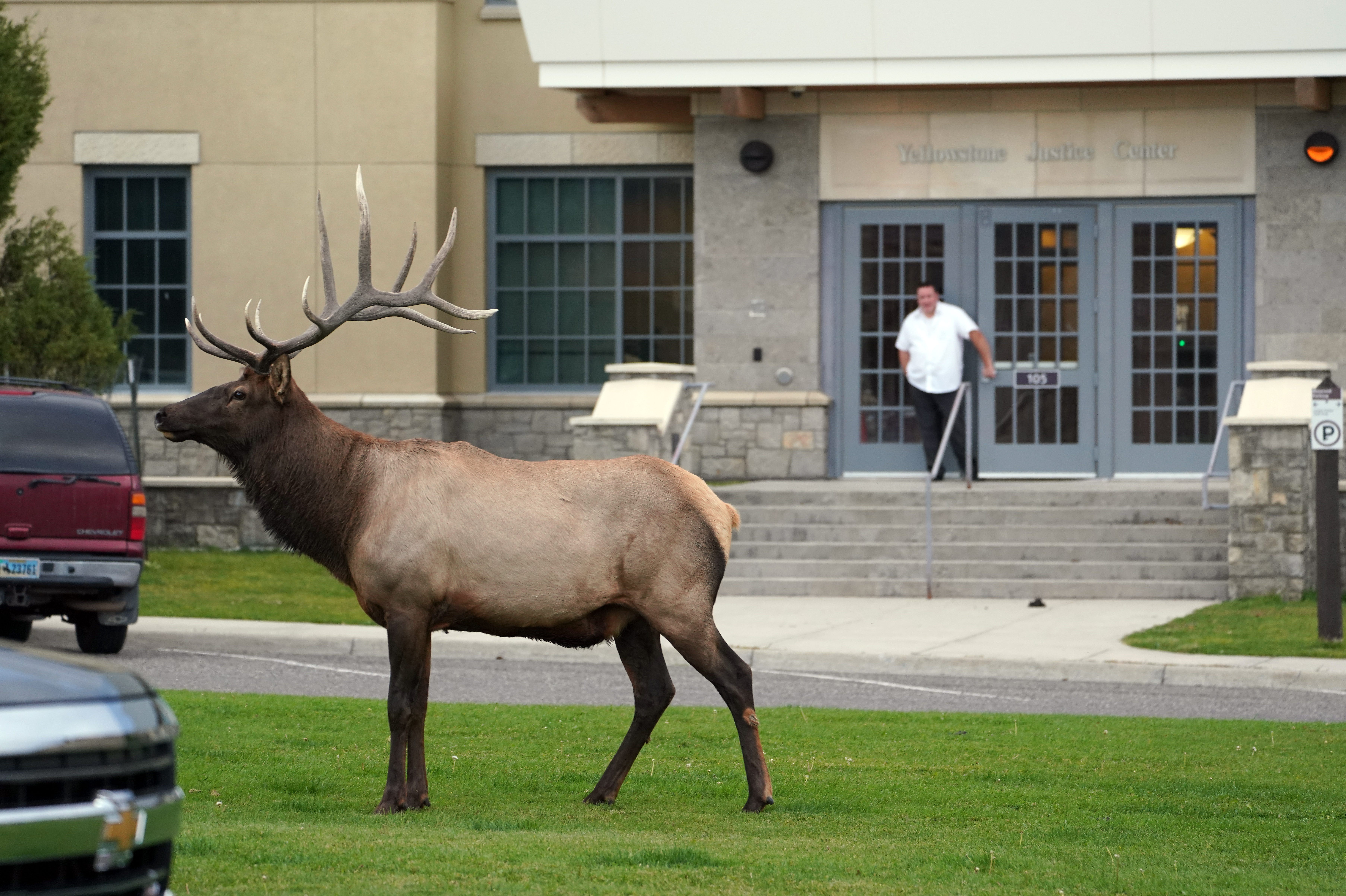 National parks Federal judge oversees wild court at Yellowstone