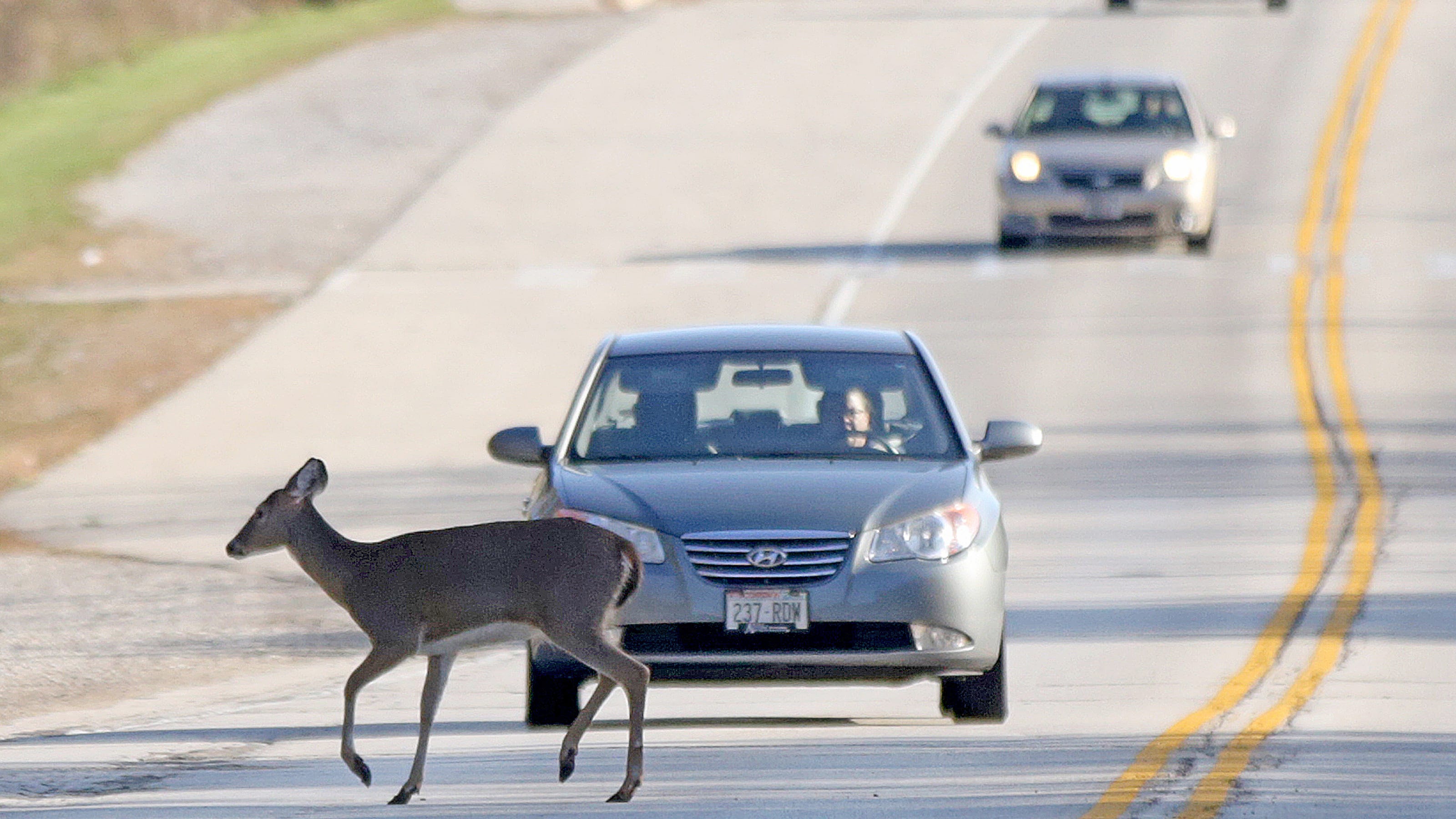 Hit a deer with your car? In Wisconsin, it happens every day