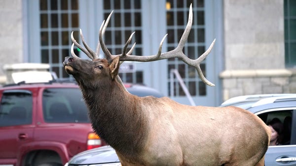 A bull elk sniff the air in front of the federal c