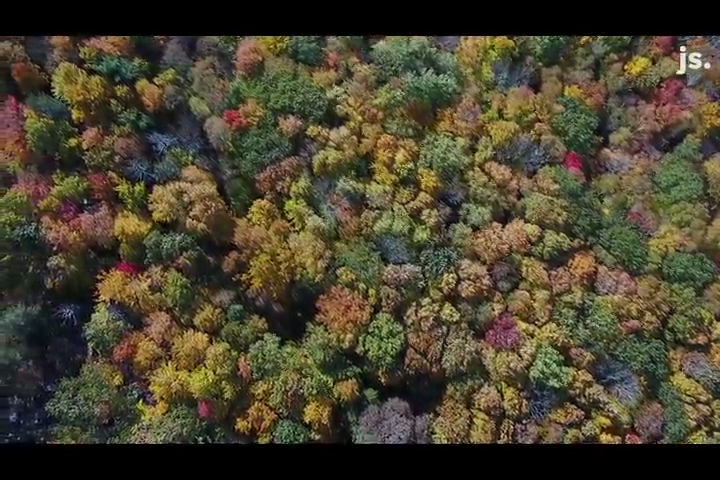 Wisconsin Fall Color Chart