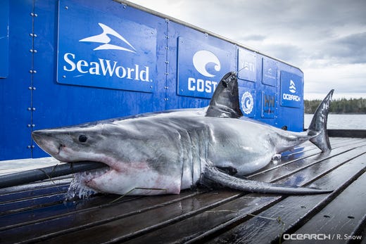 2,076-pound great white shark Unama’ki 'pings' off Pensacola
