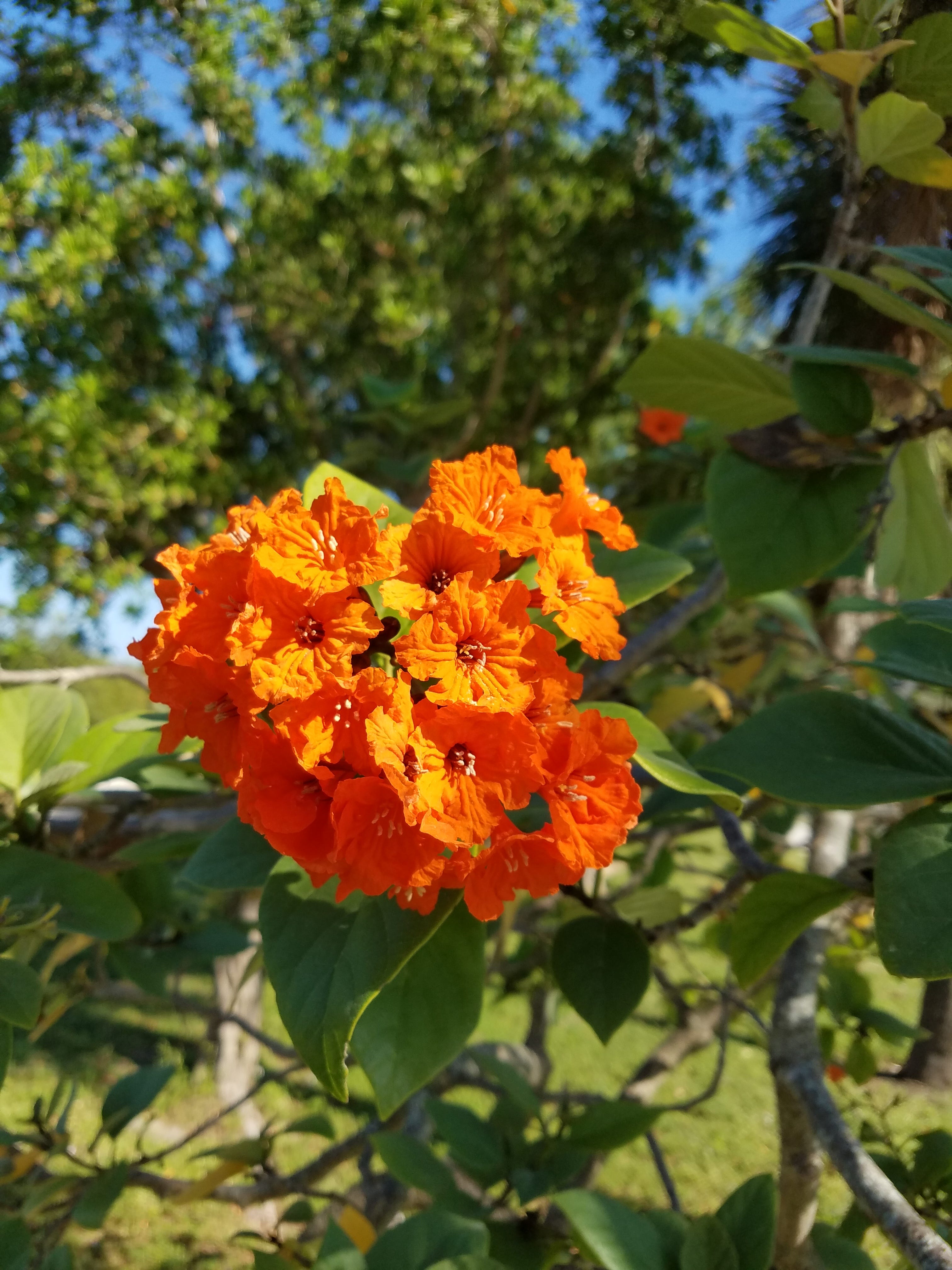 Sally Scalera: Want to attract birds to your yard? These trees will help