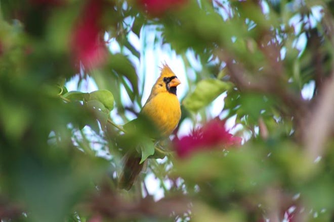 A One In A Million Yellow Cardinal Dubbed Sunny Seen In Florida