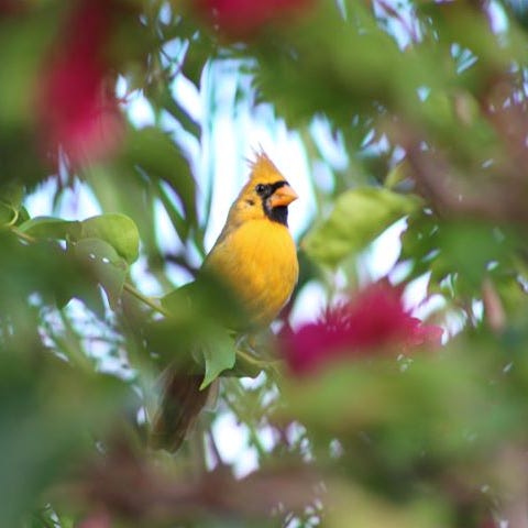 A yellow cardinal was spotted in Port St. Lucie Sa