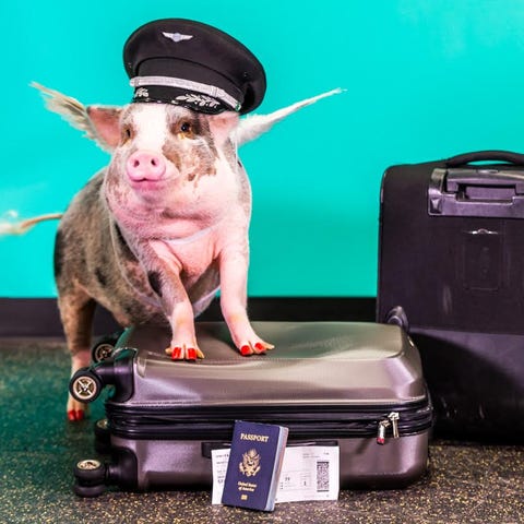 Therapy dogs – and a pig – at SFO