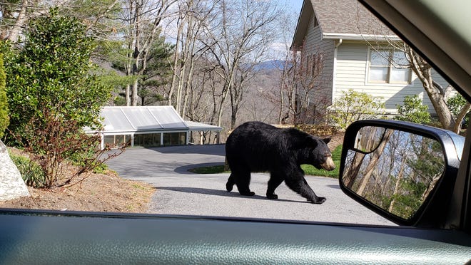A mama black bear walks across a driveway on Town Mountain in April. Neighborhoods on Town Mountain are being encouraged to become BearWise certified.