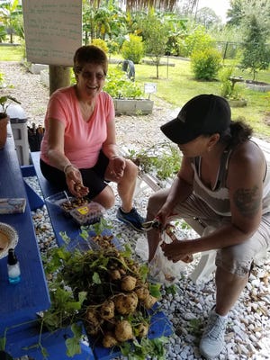 Martin County Master Gardeners Are Cultivating Successful