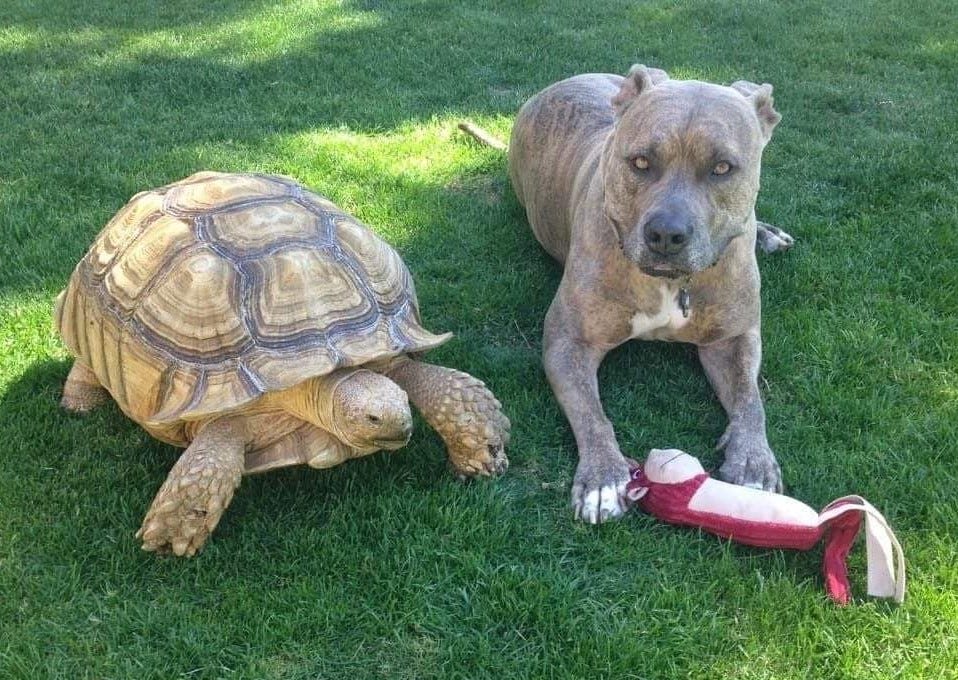 big pet turtles