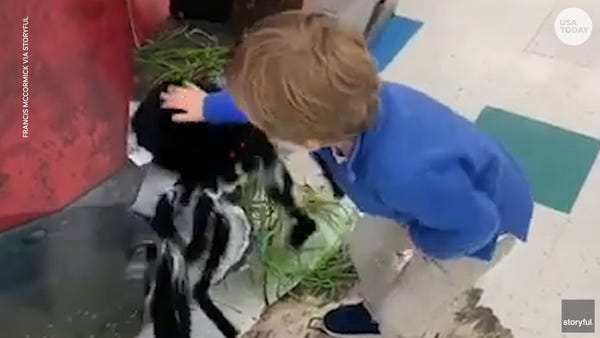 Fearless toddler adorably 'fights' fake spider tha