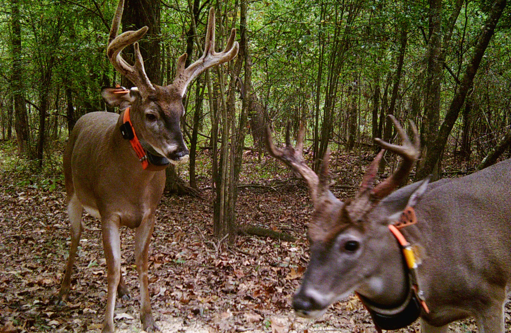 Deer Movement Chart Ms