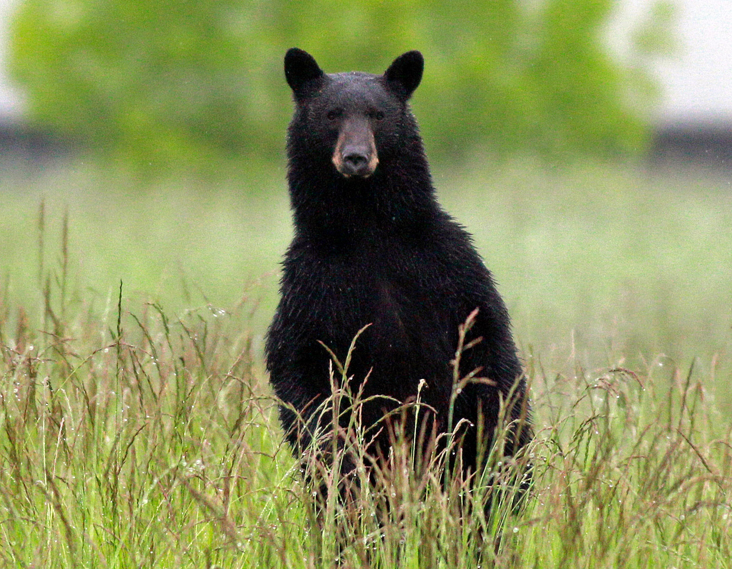 NJ black bear hunting season extended by four days