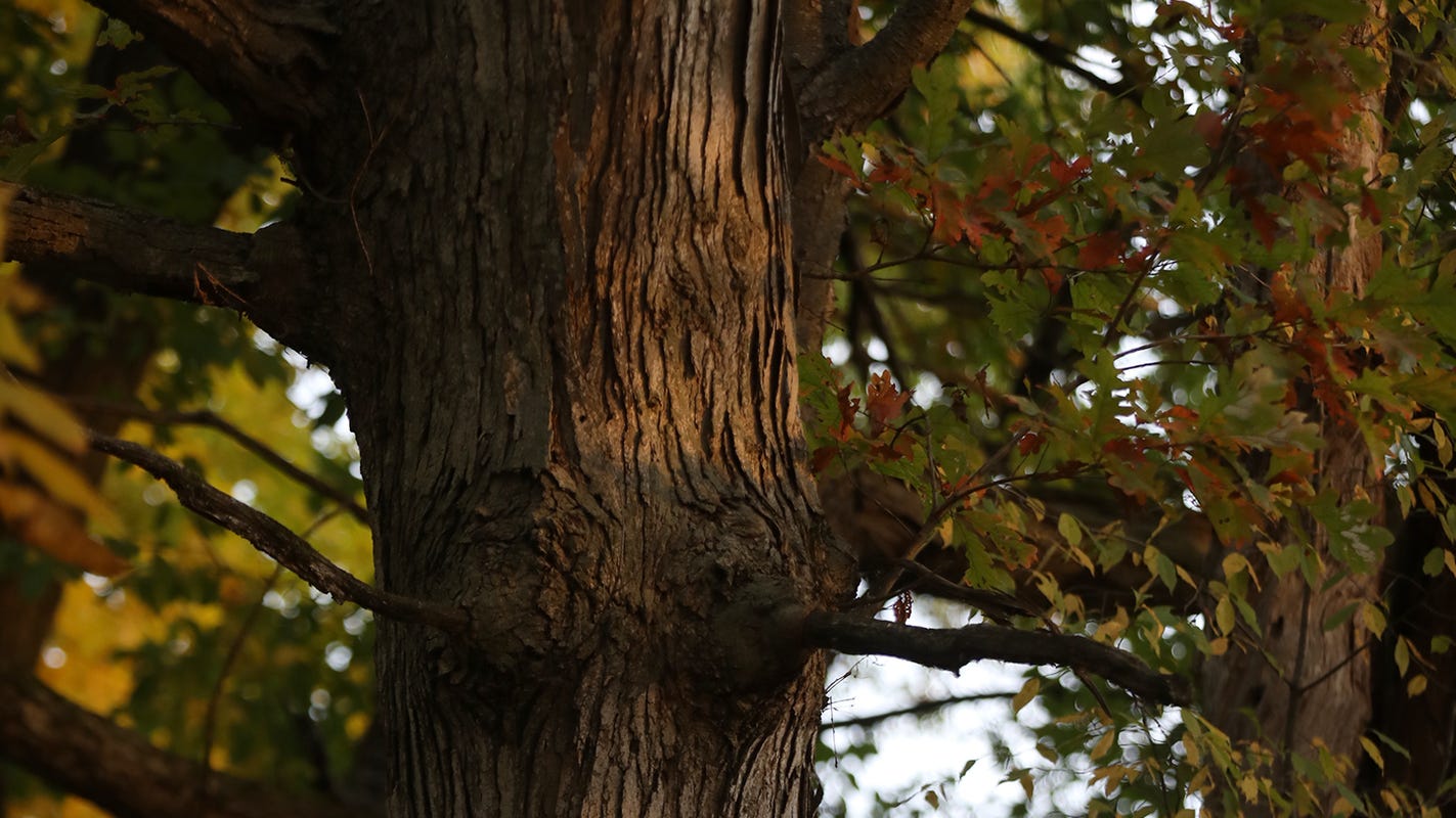 Bruce Kreitler: Can trees prevent global warming? - Abilene Reporter-News