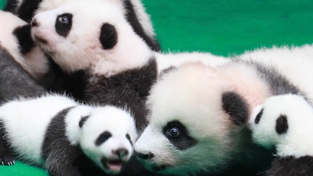 Smallest Baby Panda Squawks The Loudest Smallest Baby Panda Squawks The Loudest