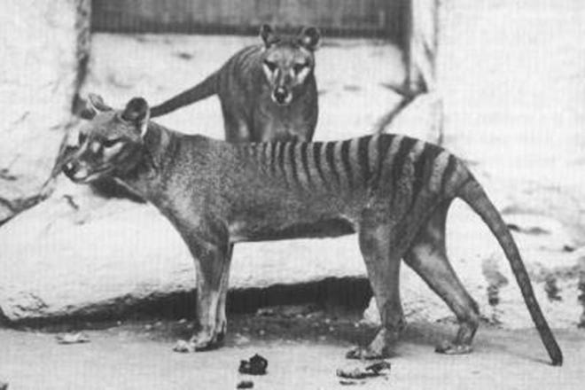 The last known live Tasmanian tiger, or thylacine, died in captivity in 1936