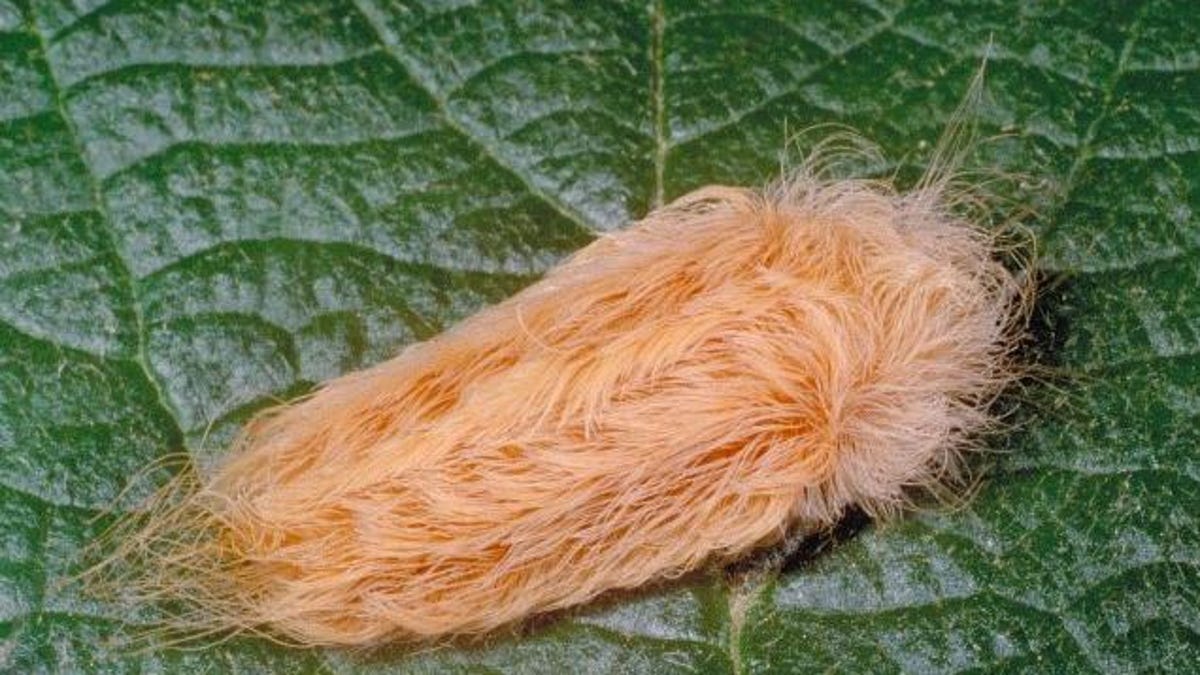 American Dagger Moth What To Know About Poisonous Caterpillars
