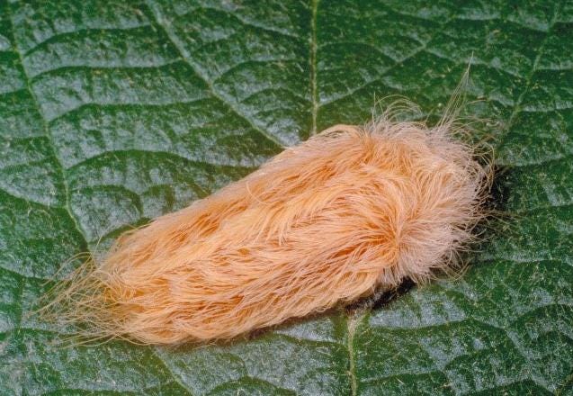 American Dagger Moth What To Know About Poisonous Caterpillars